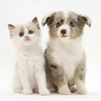 Birman-Cross Kitten Sitting With Blue Merle Shetland Sheepdog Pup by Jane Burton Pricing Limited Edition Print image