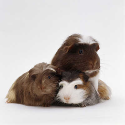 Brownhead Sow Guinea Pig With Two Four-Week Babies, Uk by Jane Burton Pricing Limited Edition Print image