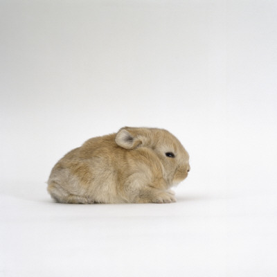Sandy Lop-Eared Rabbit, Two-Weeks by Jane Burton Pricing Limited Edition Print image