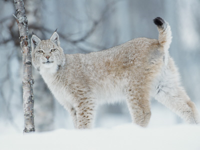 European Lynx In Birch Forest In Snow, Norway by Pete Cairns Pricing Limited Edition Print image