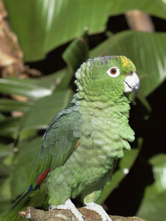 Mealy Amazon Parrot by Lynn M. Stone Pricing Limited Edition Print image