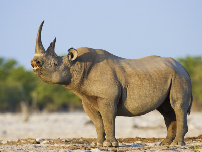 Black Rhinoceros, Flehmen Response, Etosha National Park, Namibia by Tony Heald Pricing Limited Edition Print image