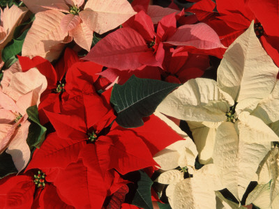 Various Poinsettias In Bloom by De Cuveland Pricing Limited Edition Print image