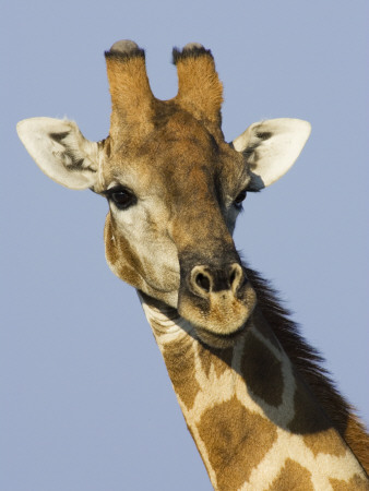 Giraffe, Male Head Portrait, Namibia by Tony Heald Pricing Limited Edition Print image