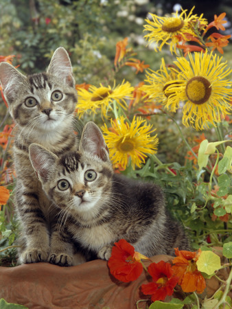 10-Week, Short-Haired Ticked Tabby Kittens With Nasturtiums, Montbretia And Yellow Daisies by Jane Burton Pricing Limited Edition Print image