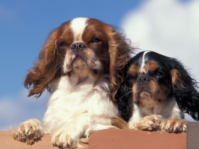 Two King Charles Cavalier Spaniel Adults On Wall by Adriano Bacchella Pricing Limited Edition Print image