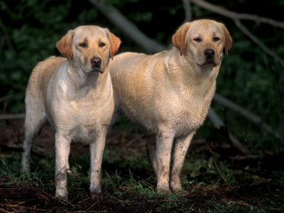 Domestic Dogs, Two Labrador Retrievers by Adriano Bacchella Pricing Limited Edition Print image