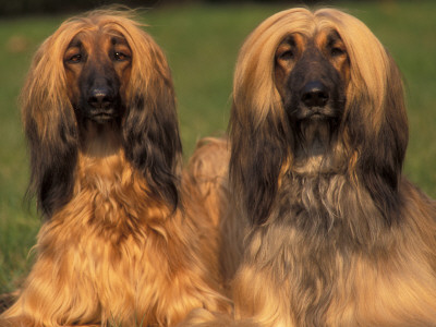 Domestic Dogs, Two Afghan Hounds by Adriano Bacchella Pricing Limited Edition Print image