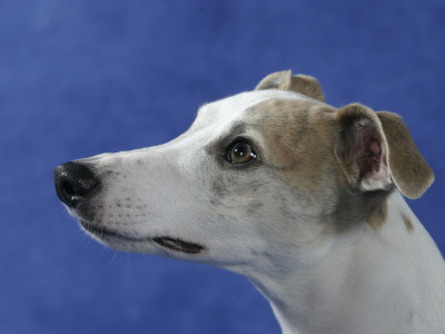 Head Of Whippet Dog by Petra Wegner Pricing Limited Edition Print image