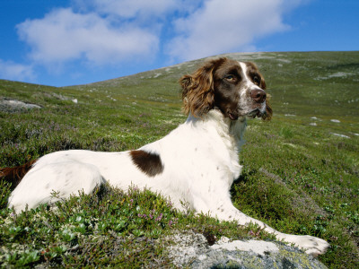Springer Spaniel, Scotland, Uk by Pete Cairns Pricing Limited Edition Print image
