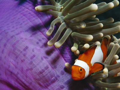 False Clown Anemonefish In Anemone Tentacles, Indo Pacific by Jurgen Freund Pricing Limited Edition Print image