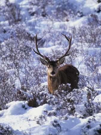 Red Deer Stag, Amongst Snow-Covered Birch Regeneration, Scotland, Uk by Niall Benvie Pricing Limited Edition Print image