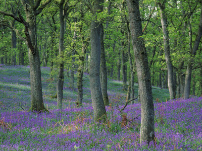 Bluebells Flowering In Oak Wood, Scotland, Peduncluate Oaks (Quercus Robur) by Niall Benvie Pricing Limited Edition Print image