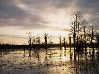 Swamp Cypress Trees (Taxodium Distichum) In Wetlands At Sunset, Florida, Usa by Jurgen Freund Pricing Limited Edition Print image