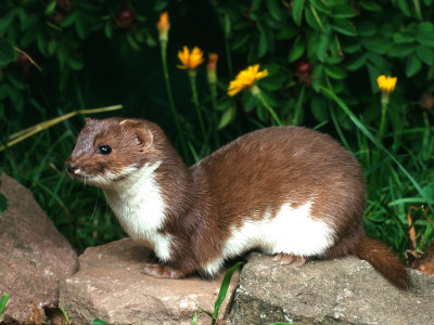 Weasel (Mustela Nivalis) Europe by Reinhard Pricing Limited Edition Print image