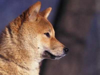 Shiba Inu Profile by Adriano Bacchella Pricing Limited Edition Print image