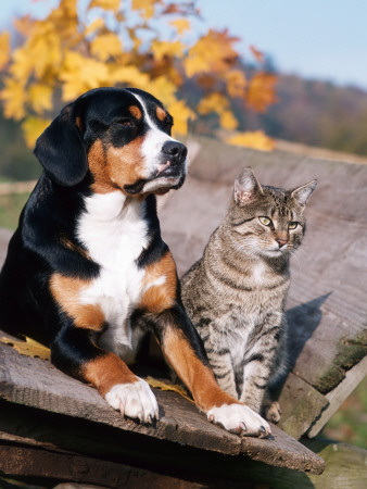 Entlebuch Mountain Dog And Domestic Cat by Reinhard Pricing Limited Edition Print image