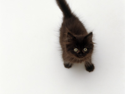 Domestic Cat, Black Fluffy Kitten Looking Up, Viewed From Above by Jane Burton Pricing Limited Edition Print image