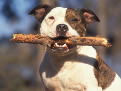 Staffordshire Bull Terrier Carrying Stick In Its Mouth by Adriano Bacchella Pricing Limited Edition Print image