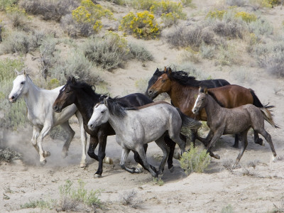 Group Of Wild Horses, Cantering Across Sagebrush-Steppe, Adobe Town, Wyoming by Carol Walker Pricing Limited Edition Print image