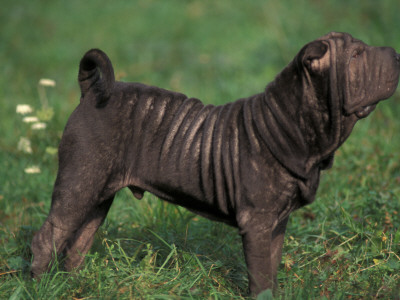 Black Shar Pei Standing In Show Stack / Pose by Adriano Bacchella Pricing Limited Edition Print image