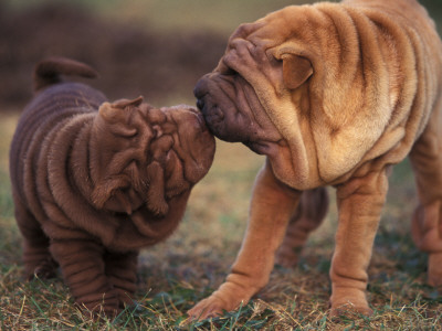 Domestic Dogs, Shar Pei Puppy And Parent Touching Noses by Adriano Bacchella Pricing Limited Edition Print image