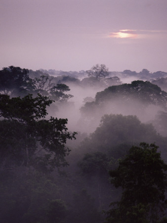 Dawn Over Canopy Of Tai Forest, Cote D'ivoire, West Africa by Michael W. Richards Pricing Limited Edition Print image