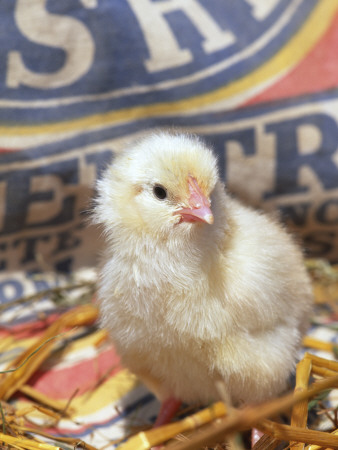 Domestic Chicken Chick, Usa by Lynn M. Stone Pricing Limited Edition Print image