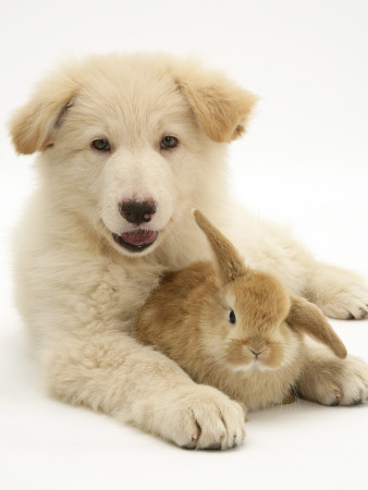 Domestic Puppy (Canis Familiaris) With Bunny by Jane Burton Pricing Limited Edition Print image