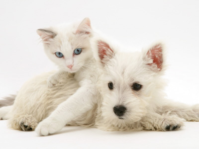 Ragdoll Kitten With West Highland White Terrier Puppy by Jane Burton Pricing Limited Edition Print image