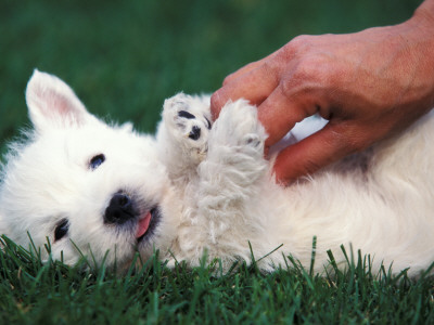 West Highland Terrier / Westie Puppy Being Petted by Adriano Bacchella Pricing Limited Edition Print image