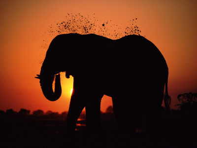 African Elephant Dusting Itself At Dusk, Chobe National Park, Botswana, Southern Africa by Tony Heald Pricing Limited Edition Print image