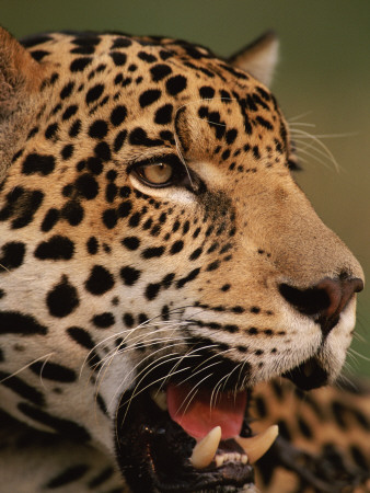 Close-Up Of Young Male Jaguar Face,.Brazil by Staffan Widstrand Pricing Limited Edition Print image
