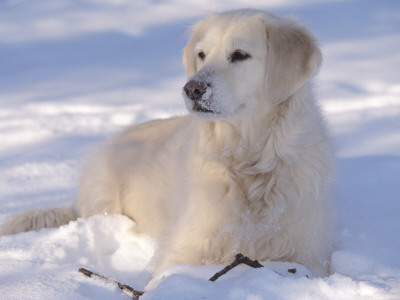 Golden Retriever Lying In Snow, Usa by Lynn M. Stone Pricing Limited Edition Print image