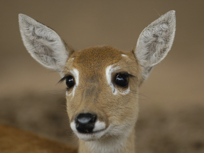 Pampas Deer, Fawn (Ozotoceros Bezoarticus) Serra Da Bodoquena, Mato Grosso Do Sur Province by Pete Oxford Pricing Limited Edition Print image