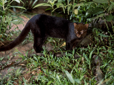 Jaguarundi, Ecuadorian Amazon Ecuador by Peter Oxford Pricing Limited Edition Print image