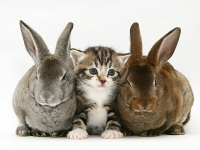 Tabby Kitten Between Two Rabbits by Jane Burton Pricing Limited Edition Print image