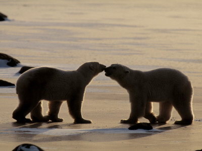 Polar Bears Sniffing / Greeting Each Other, Churchill, Canada by Staffan Widstrand Pricing Limited Edition Print image