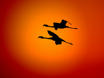 Two Greater Flamingos Flying Across Sunset Sky, Namibia by Tony Heald Pricing Limited Edition Print image