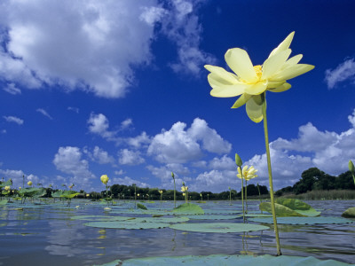American Lotus, In Flower, Welder Wildlife Refuge, Rockport, Texas, Usa by Rolf Nussbaumer Pricing Limited Edition Print image