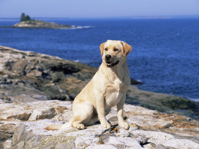 Labrador Retriever On Coast, Maine, Usa by Lynn M. Stone Pricing Limited Edition Print image