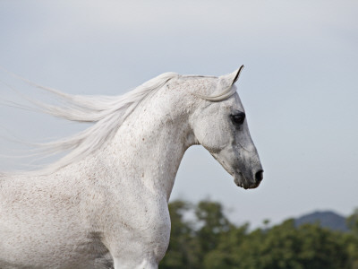 Grey Arab Stallion, Ojai, California, Usa by Carol Walker Pricing Limited Edition Print image
