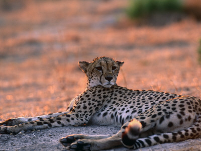Cheetah Resting, Okavango Delta, Botswana by Pete Oxford Pricing Limited Edition Print image