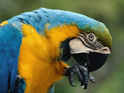 Blue And Yellow Macaw, S America by Staffan Widstrand Pricing Limited Edition Print image