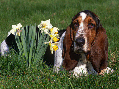 Basset Hound, Amongst Daffodils, Usa by Lynn M. Stone Pricing Limited Edition Print image