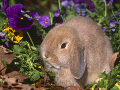 Baby Holland Lop Eared Rabbit, Usa by Lynn M. Stone Pricing Limited Edition Print image