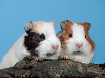 Two Young Guinea Pigs by Petra Wegner Pricing Limited Edition Print image