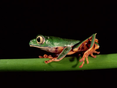 Monkey Frog, Amazon, Ecuador by Pete Oxford Pricing Limited Edition Print image