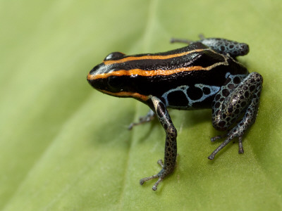 Poison Arrow Frog, Yasuni National Park, Ecuador by Pete Oxford Pricing Limited Edition Print image