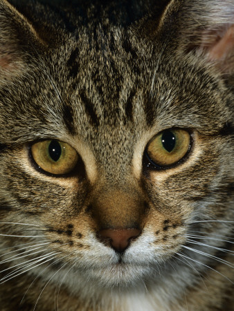 Domestic Cat, Head Portrait Of Tabby by Jane Burton Pricing Limited Edition Print image